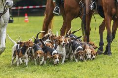 717_IMG_9208_Fuchsjagd_Rittersgruen_2025-scaled