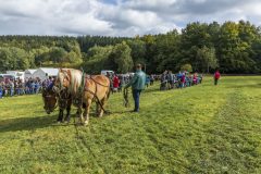 717_IMG_9464_Fuchsjagd_Rittersgruen_2025-scaled