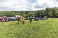 717_IMG_9470_Fuchsjagd_Rittersgruen_2025-scaled